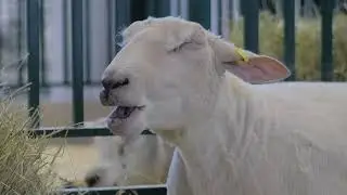 Australia:  Where the Men are Men and the Sheep are Nervous!