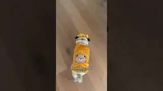 When the Cheese Drawer opens, this puppy comes looking! 👀🧀 