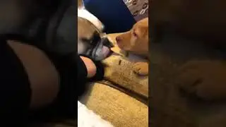 Помощь другу#собачки
