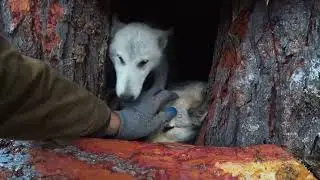 I am preparing for the taiga winter  Fishing, firewood harvesting