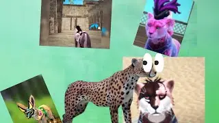 Лучшие видео канала Гепард Кики!
