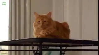 коты хулиганят!