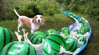 Dog Finds Secret Watermelon River in the Woods!!