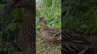 утки утиный выводок