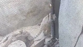 sand cat does circles
