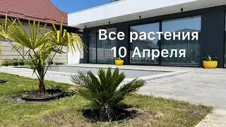 Пальмы и другие растения 10 Апреля 2025 🌴🎋🌲
