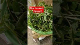 New harvest Spinach  #gardening #garden #provincelife #shorts