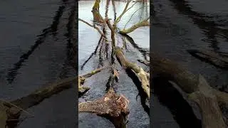 Притяжение  половодья