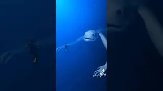 #monster
