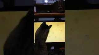 Котопибара
