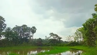 গ্রামের মাঠের দৃশ্য 🌱🌿| Nature video | Paradise of quotes