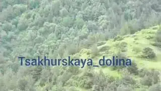 Медведи гуляют по лесу. Россия,  Дагестан, Рутульский район, с. Цахур.