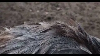 Animal 04