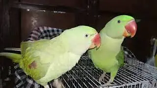 Raw parrots jora | bolny vala tota #talkingparrots #cute #parrot #viralvideos  #mitthu mitthu