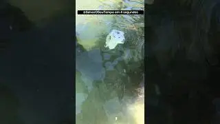Animal misterioso com ricaldinhu no ttk #animal #cachorro #peixe #mar #praia #gato #oceano #fy
