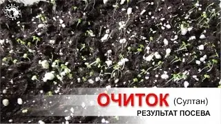 Очиток 