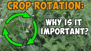 Crop Rotation - Why Is It Important?