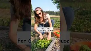 Growing Lettuce from Seed #gardening