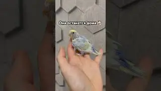 Красивый птенчик 🐣