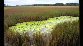 Ensaios fotograficos na Amazonia