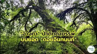 มหัศจรรย์ “อ่างกา” สวยแปลกตา ป่าดึกดำบรรพ์ บนยอด “ดอยอินทนนท์”