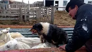 Perro ovejero al mas puro estilo Magallanico