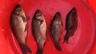 На какую приманку лучше ловится золотой карась #3 Первая проверка