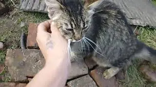 НОВЫЙ ЖИТЕЛЬ ДЕРЕВНИ И ЗАГОТОВКИ НА ЗИМУ
