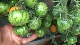 Томаты 2022 год Август 3 часть