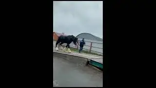 Продажа шайра. Жеребец Тамерлан. 9 лет. 900 т.