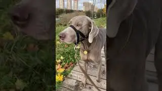 ОСКАР СБЕЖАЛ ОТ НАС...