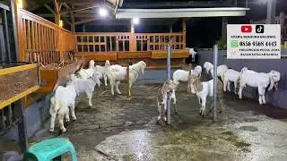 Etawa senduro channel sedang live sekarang 04 SEPTEMBER 2024