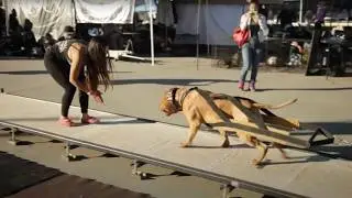 Pitbull Weight Pulling: Presented by Bully Max Dog Food
