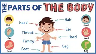 THE PARTS OF THE BODY in English! 🧑🏻🖐🏽👀🦵🏽Learn English Vocabulary