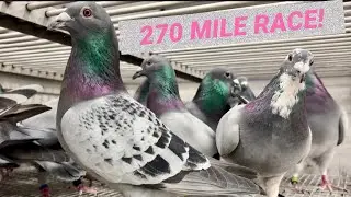 270-Mile Pigeon Race: A Challenging Outcome