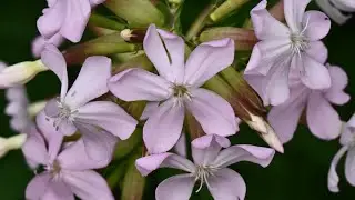Seifenkraut - eine Pflanze zum Wäschewaschen