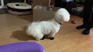 Dog shoes