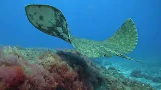 Give yourself the opportunity to explore the underwater world in a safe and fun way