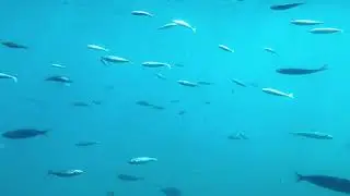 Греция. Остров Кос. Прогулка по морю, подводный мир./Greece. Kos island. Sea.