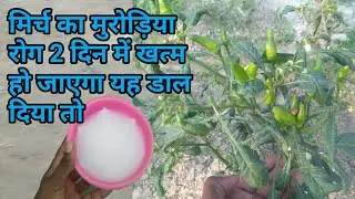 मिर्च के पौधे पर मुरोड़िया | leaf Curl | रोग में यह जरूर डालें | best fertilizer for chilli plant