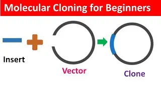 Molecular Cloning for Beginners: Definition, Workflow and Application