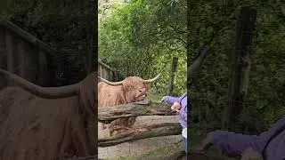 so lovely cattle