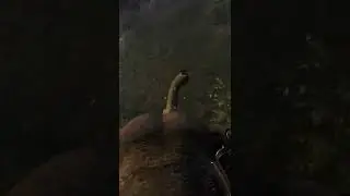 Far Cry 4 Крутой Слоник