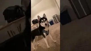 #shorts #funny #husky #huskylife #huskysoftiktok #dog #pet #funny