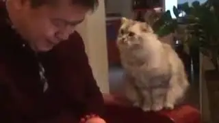 Кошки собаки - милые ржаки)