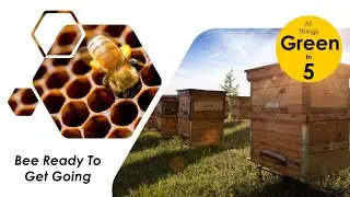 Green In 5 - How And What You Need To Set Up Your Own Bee Hive | Learn Simple Steps Get Started