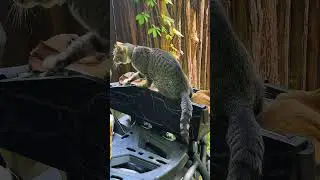 Minion shares his seat