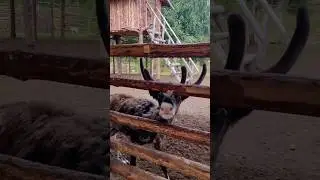 Олени здесь такие милые)) 