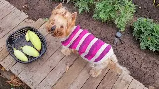 #ДачныйРемонт