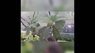Бананы и апельсины выращивают в Татарстане